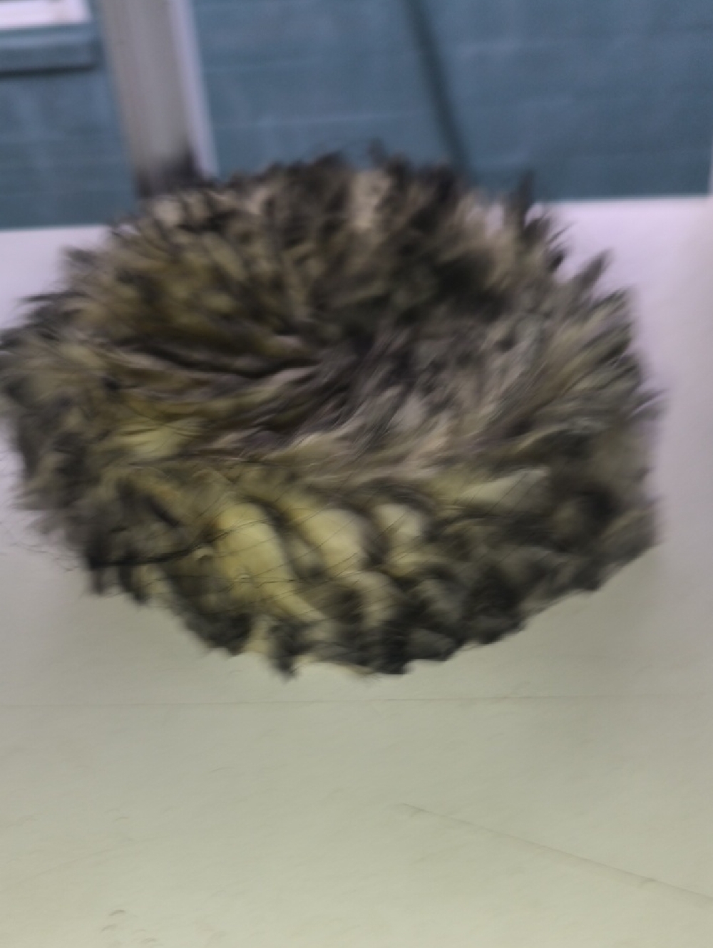 Vintage Hat Feathers  Small